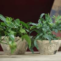 AMALI GLASS BOWL £29.95 - £59.95