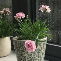 Garden Pots £9.95